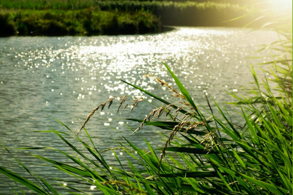 River with foliage