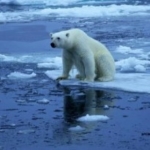 Polar bear climbing out of water