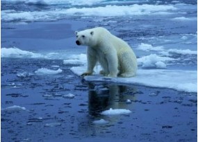 Polar bear climbing out of water