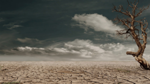 Leafless tree at edge of parched landscape